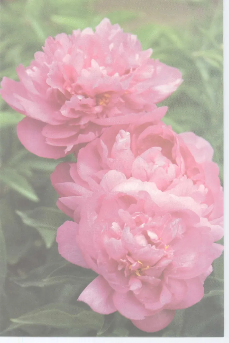 37.《美人如诗草木如织：诗经里的植物》[深圳一石编著][天津教育出版社][978-7-5309-4931-3][2007.7][P221]_绝版书_天涯系列_t涯_《天涯神贴去水印纯干货收藏版-汇总版》天涯的干货[pdf]