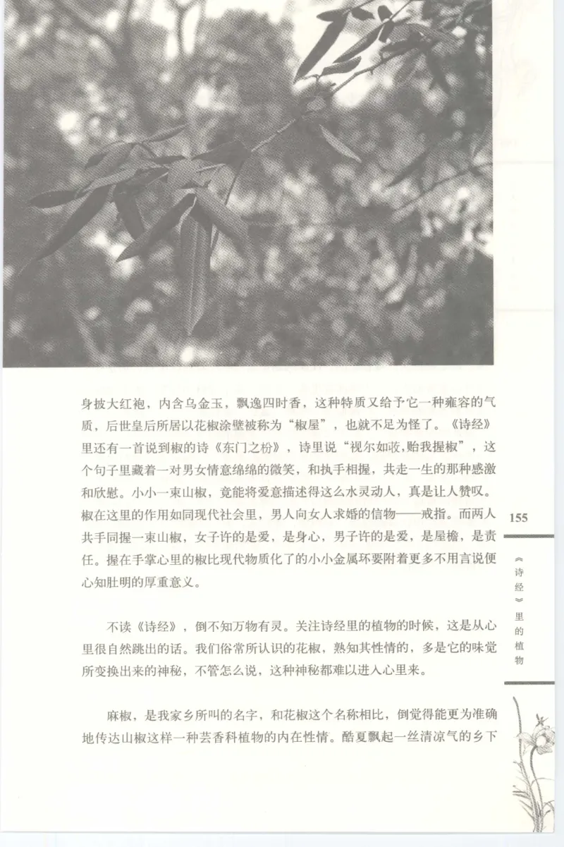 37.《美人如诗草木如织：诗经里的植物》[深圳一石编著][天津教育出版社][978-7-5309-4931-3][2007.7][P221]_绝版书_天涯系列_t涯_《天涯神贴去水印纯干货收藏版-汇总版》天涯的干货[pdf]