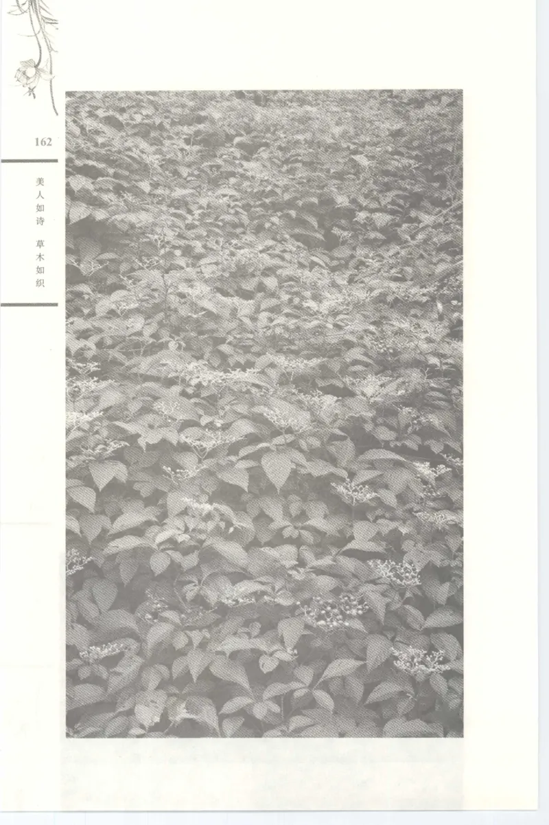 37.《美人如诗草木如织：诗经里的植物》[深圳一石编著][天津教育出版社][978-7-5309-4931-3][2007.7][P221]_绝版书_天涯系列_t涯_《天涯神贴去水印纯干货收藏版-汇总版》天涯的干货[pdf]
