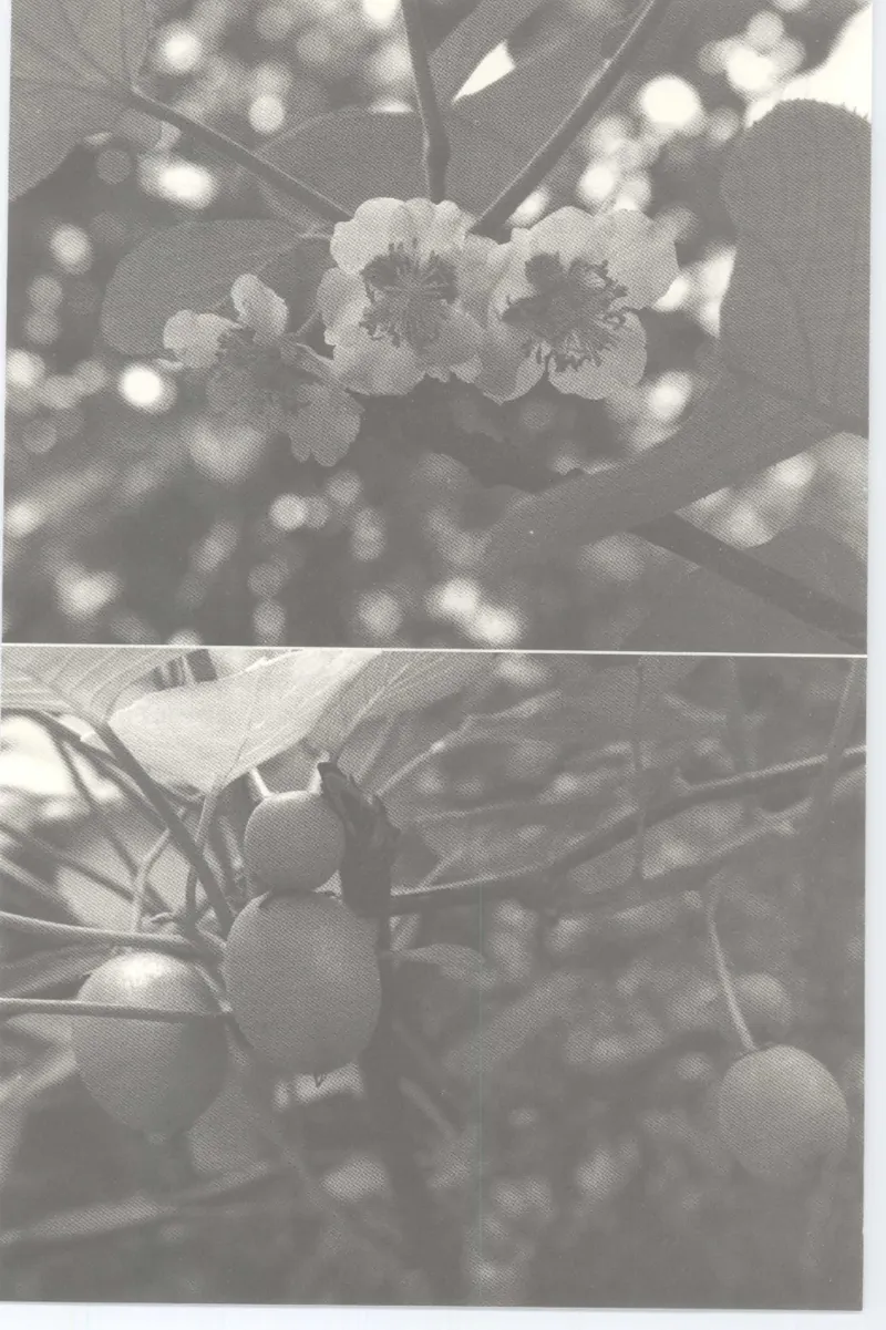 37.《美人如诗草木如织：诗经里的植物》[深圳一石编著][天津教育出版社][978-7-5309-4931-3][2007.7][P221]_绝版书_天涯系列_t涯_《天涯神贴去水印纯干货收藏版-汇总版》天涯的干货[pdf]