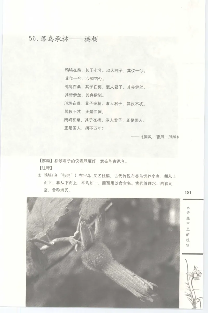 37.《美人如诗草木如织：诗经里的植物》[深圳一石编著][天津教育出版社][978-7-5309-4931-3][2007.7][P221]_绝版书_天涯系列_t涯_《天涯神贴去水印纯干货收藏版-汇总版》天涯的干货[pdf]