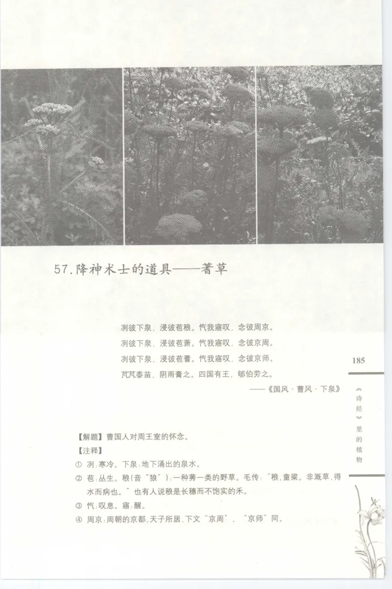 37.《美人如诗草木如织：诗经里的植物》[深圳一石编著][天津教育出版社][978-7-5309-4931-3][2007.7][P221]_绝版书_天涯系列_t涯_《天涯神贴去水印纯干货收藏版-汇总版》天涯的干货[pdf]