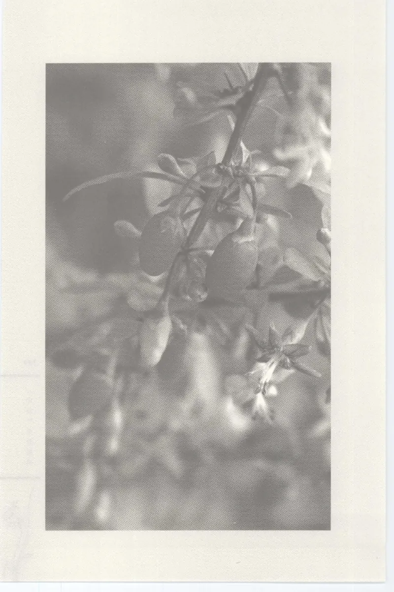 37.《美人如诗草木如织：诗经里的植物》[深圳一石编著][天津教育出版社][978-7-5309-4931-3][2007.7][P221]_绝版书_天涯系列_t涯_《天涯神贴去水印纯干货收藏版-汇总版》天涯的干货[pdf]