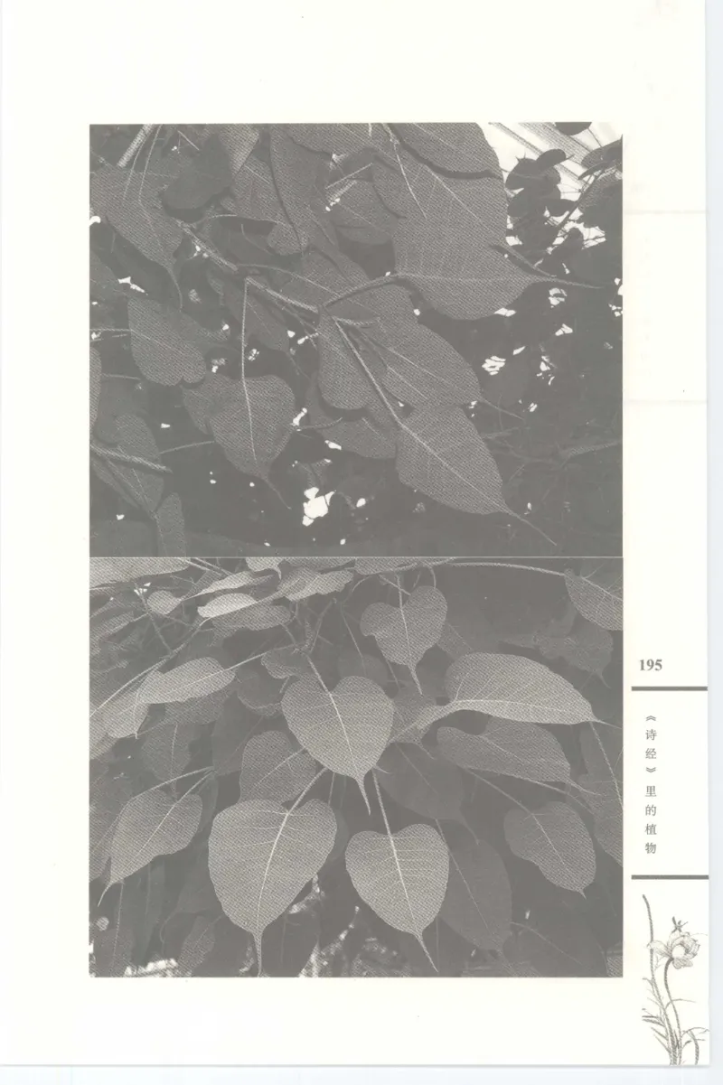 37.《美人如诗草木如织：诗经里的植物》[深圳一石编著][天津教育出版社][978-7-5309-4931-3][2007.7][P221]_绝版书_天涯系列_t涯_《天涯神贴去水印纯干货收藏版-汇总版》天涯的干货[pdf]