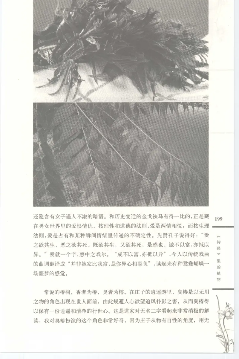 37.《美人如诗草木如织：诗经里的植物》[深圳一石编著][天津教育出版社][978-7-5309-4931-3][2007.7][P221]_绝版书_天涯系列_t涯_《天涯神贴去水印纯干货收藏版-汇总版》天涯的干货[pdf]