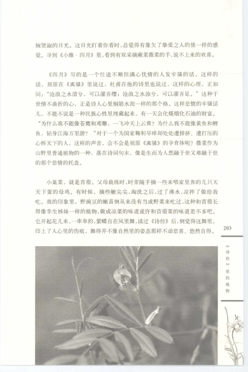 37.《美人如诗草木如织：诗经里的植物》[深圳一石编著][天津教育出版社][978-7-5309-4931-3][2007.7][P221]_绝版书_天涯系列_t涯_《天涯神贴去水印纯干货收藏版-汇总版》天涯的干货[pdf]