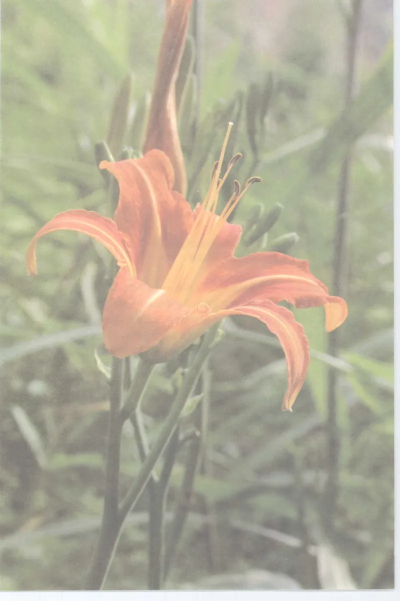 37.《美人如诗草木如织：诗经里的植物》[深圳一石编著][天津教育出版社][978-7-5309-4931-3][2007.7][P221]_绝版书_天涯系列_t涯_《天涯神贴去水印纯干货收藏版-汇总版》天涯的干货[pdf]