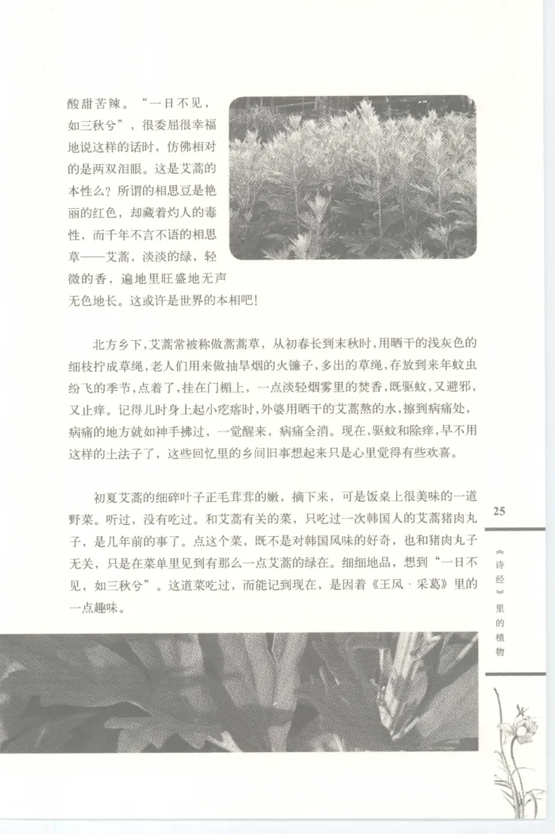 37.《美人如诗草木如织：诗经里的植物》[深圳一石编著][天津教育出版社][978-7-5309-4931-3][2007.7][P221]_绝版书_天涯系列_t涯_《天涯神贴去水印纯干货收藏版-汇总版》天涯的干货[pdf]