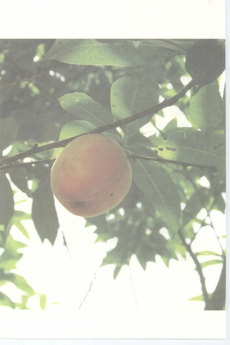 37.《美人如诗草木如织：诗经里的植物》[深圳一石编著][天津教育出版社][978-7-5309-4931-3][2007.7][P221]_绝版书_天涯系列_t涯_《天涯神贴去水印纯干货收藏版-汇总版》天涯的干货[pdf]