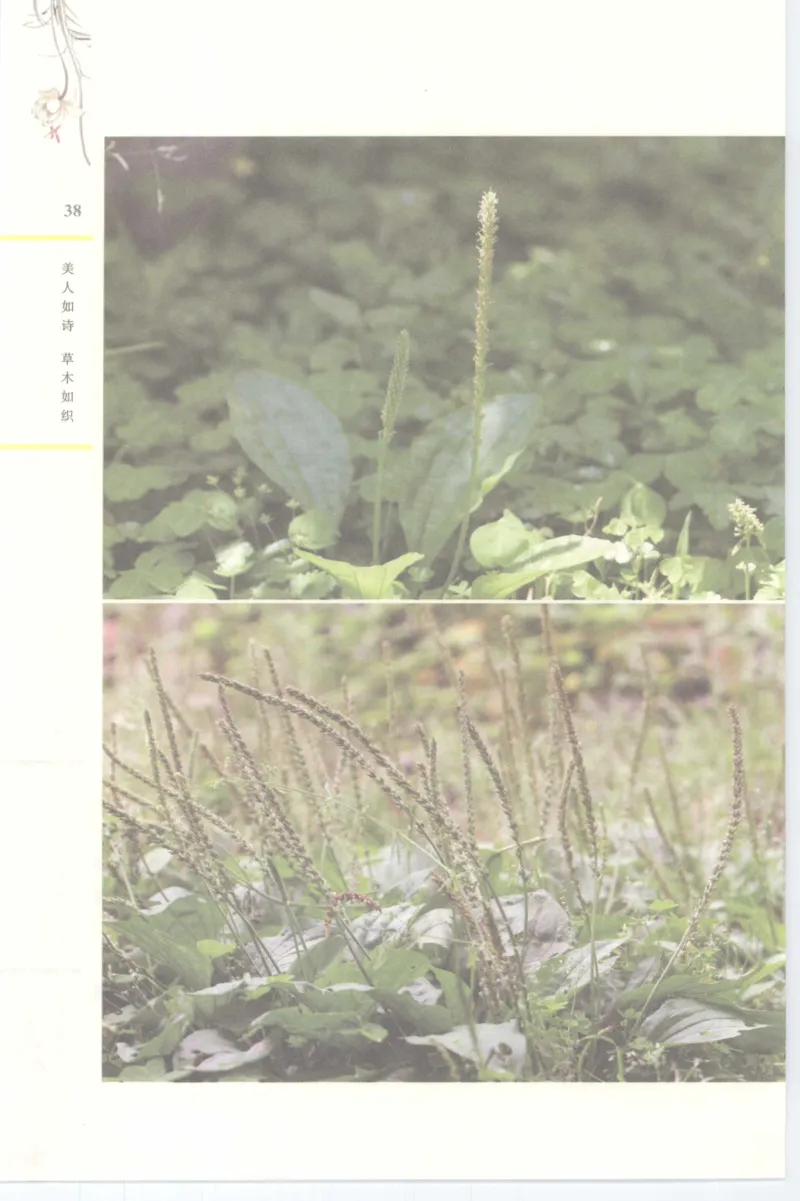 37.《美人如诗草木如织：诗经里的植物》[深圳一石编著][天津教育出版社][978-7-5309-4931-3][2007.7][P221]_绝版书_天涯系列_t涯_《天涯神贴去水印纯干货收藏版-汇总版》天涯的干货[pdf]