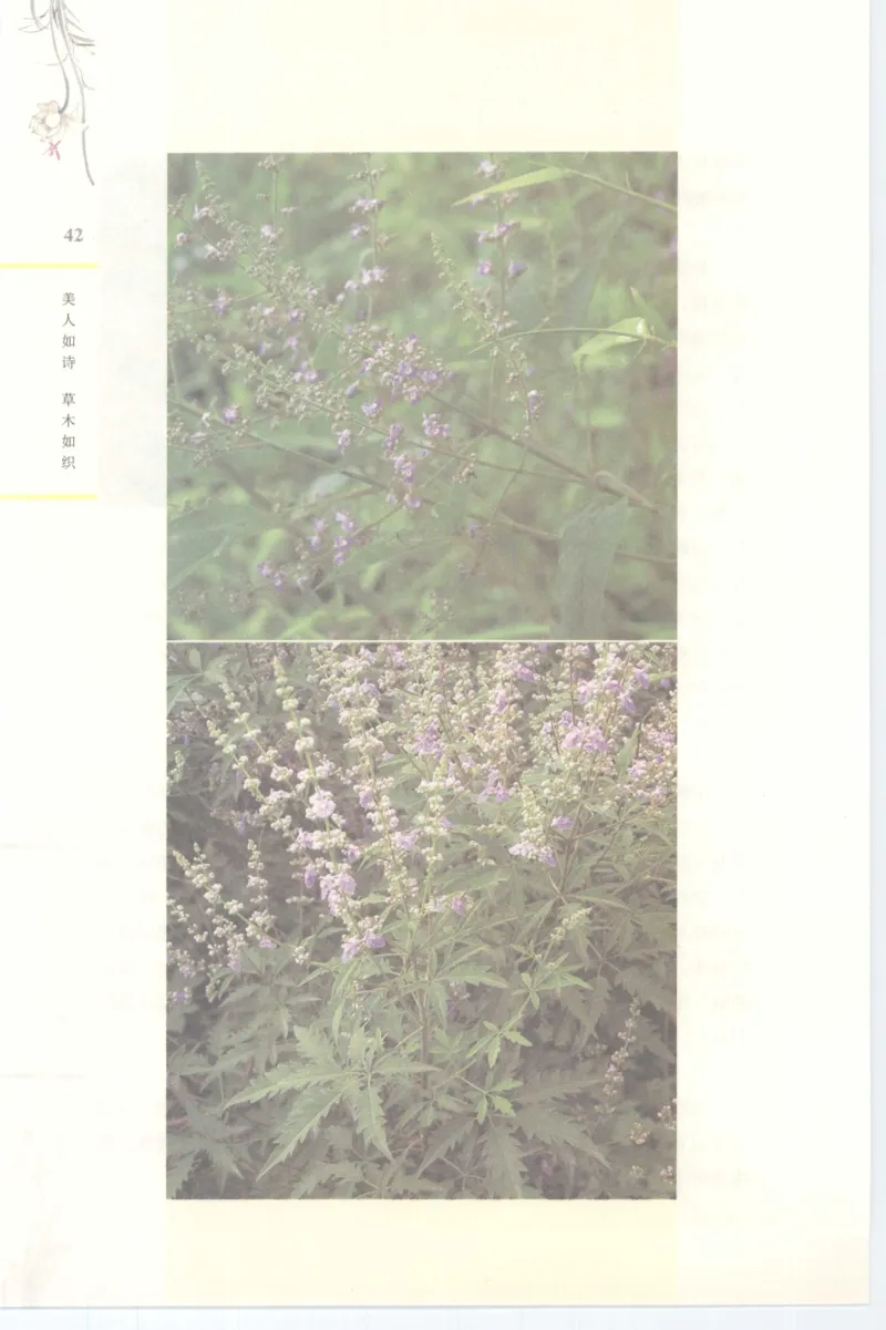 37.《美人如诗草木如织：诗经里的植物》[深圳一石编著][天津教育出版社][978-7-5309-4931-3][2007.7][P221]_绝版书_天涯系列_t涯_《天涯神贴去水印纯干货收藏版-汇总版》天涯的干货[pdf]