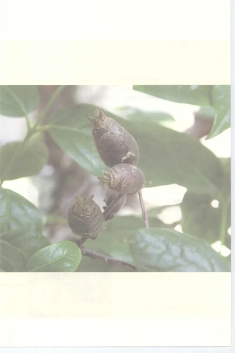 37.《美人如诗草木如织：诗经里的植物》[深圳一石编著][天津教育出版社][978-7-5309-4931-3][2007.7][P221]_绝版书_天涯系列_t涯_《天涯神贴去水印纯干货收藏版-汇总版》天涯的干货[pdf]