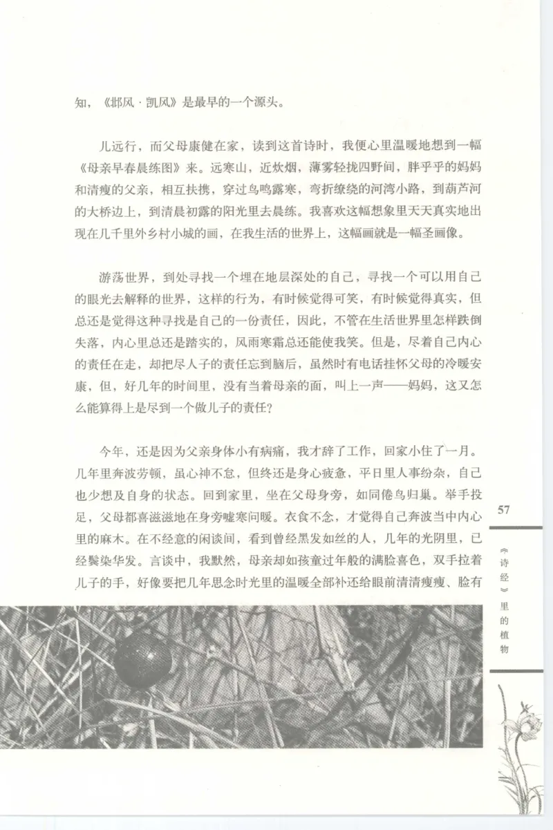 37.《美人如诗草木如织：诗经里的植物》[深圳一石编著][天津教育出版社][978-7-5309-4931-3][2007.7][P221]_绝版书_天涯系列_t涯_《天涯神贴去水印纯干货收藏版-汇总版》天涯的干货[pdf]