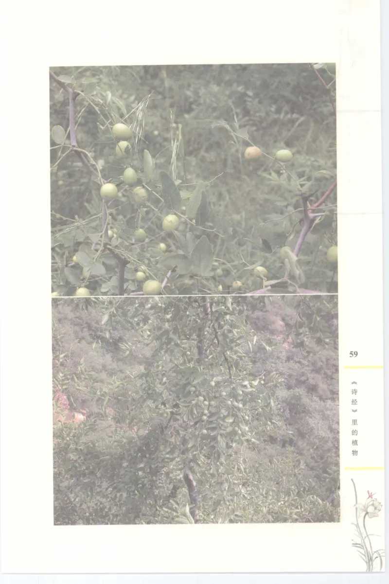 37.《美人如诗草木如织：诗经里的植物》[深圳一石编著][天津教育出版社][978-7-5309-4931-3][2007.7][P221]_绝版书_天涯系列_t涯_《天涯神贴去水印纯干货收藏版-汇总版》天涯的干货[pdf]