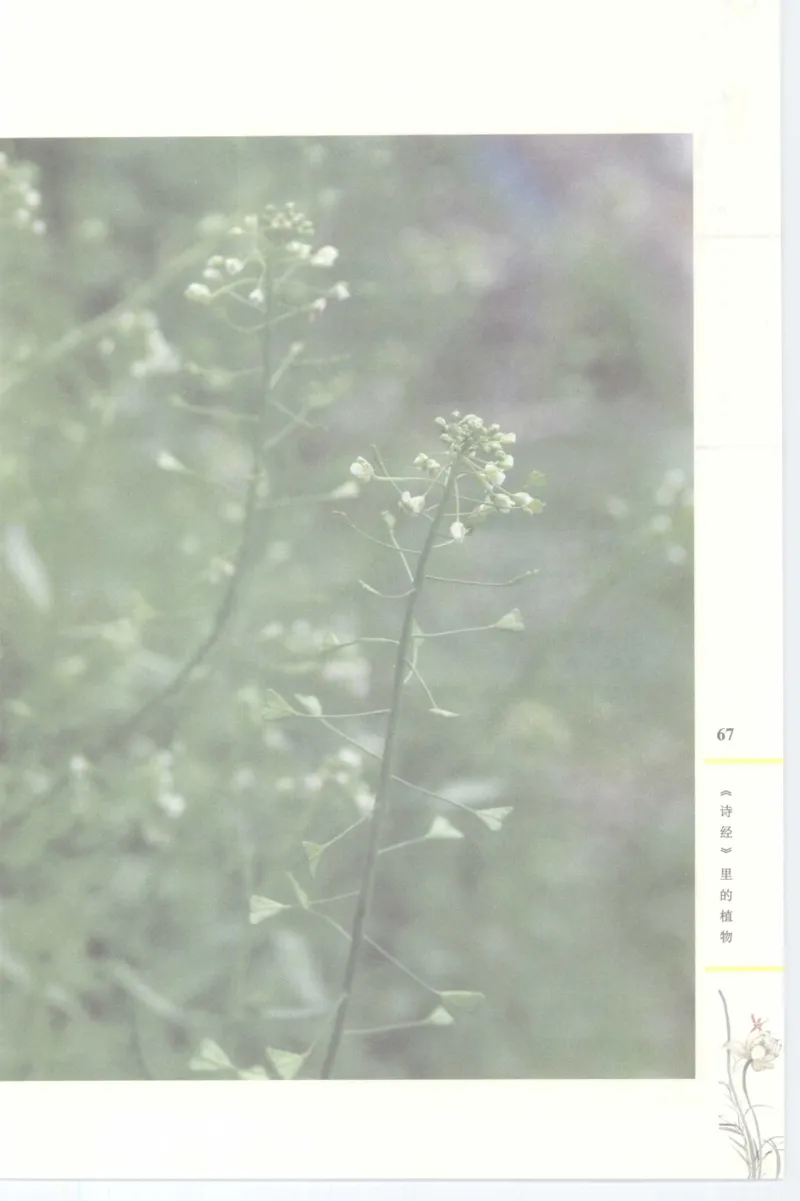 37.《美人如诗草木如织：诗经里的植物》[深圳一石编著][天津教育出版社][978-7-5309-4931-3][2007.7][P221]_绝版书_天涯系列_t涯_《天涯神贴去水印纯干货收藏版-汇总版》天涯的干货[pdf]