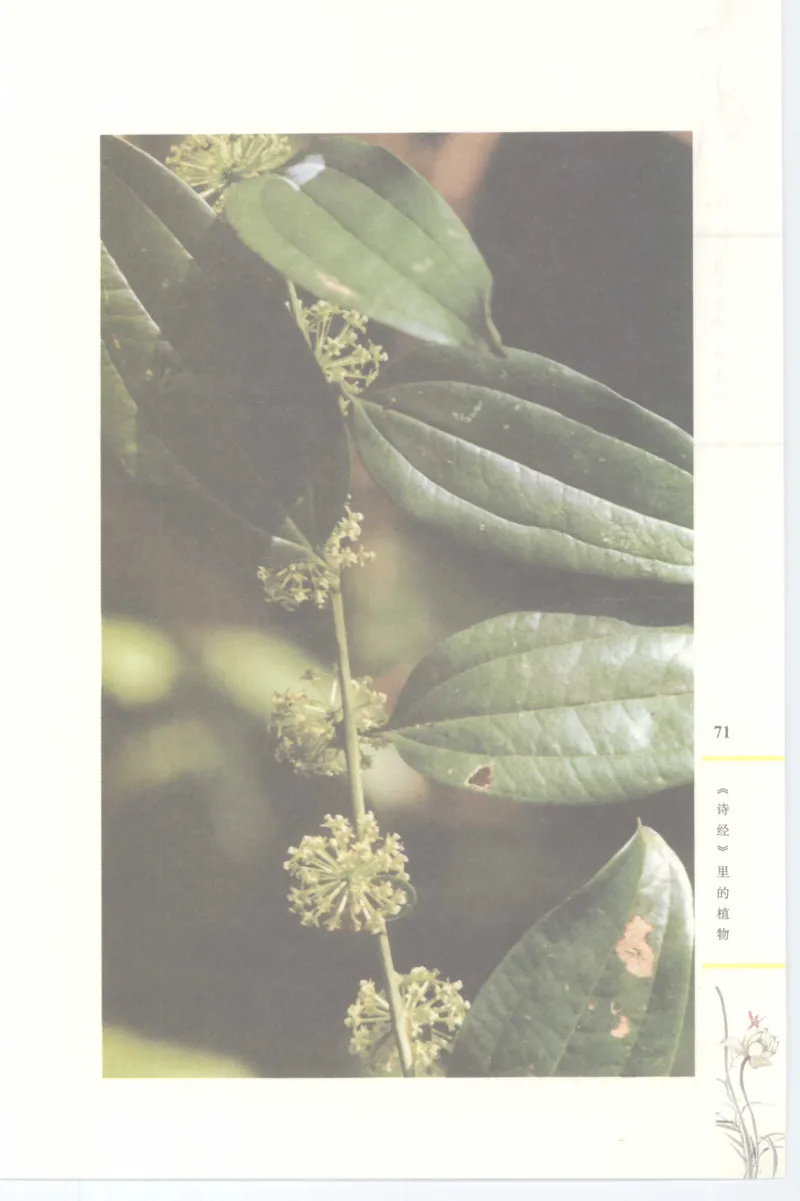 37.《美人如诗草木如织：诗经里的植物》[深圳一石编著][天津教育出版社][978-7-5309-4931-3][2007.7][P221]_绝版书_天涯系列_t涯_《天涯神贴去水印纯干货收藏版-汇总版》天涯的干货[pdf]