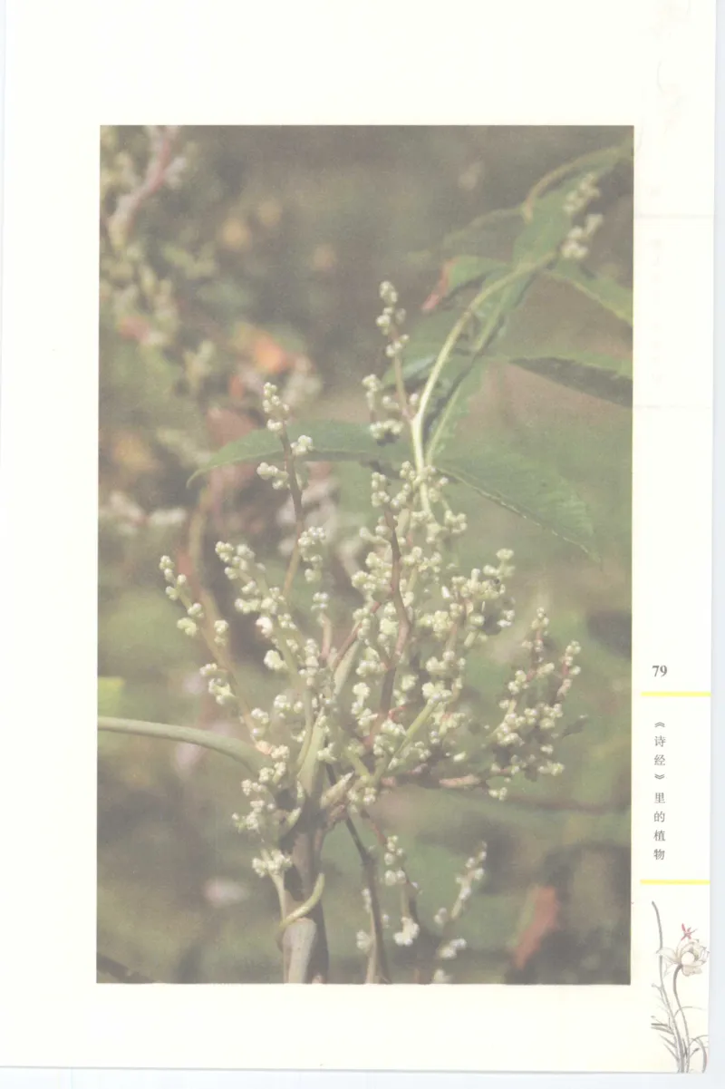 37.《美人如诗草木如织：诗经里的植物》[深圳一石编著][天津教育出版社][978-7-5309-4931-3][2007.7][P221]_绝版书_天涯系列_t涯_《天涯神贴去水印纯干货收藏版-汇总版》天涯的干货[pdf]