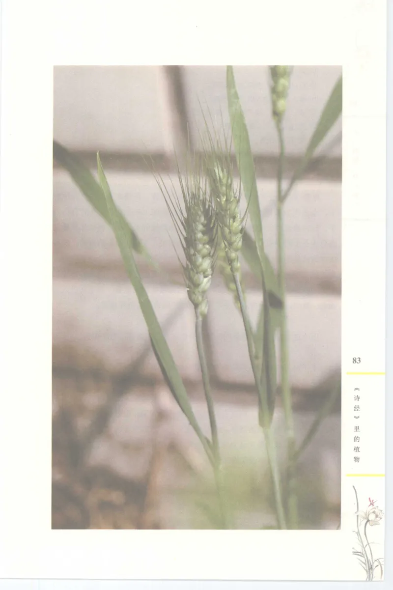 37.《美人如诗草木如织：诗经里的植物》[深圳一石编著][天津教育出版社][978-7-5309-4931-3][2007.7][P221]_绝版书_天涯系列_t涯_《天涯神贴去水印纯干货收藏版-汇总版》天涯的干货[pdf]