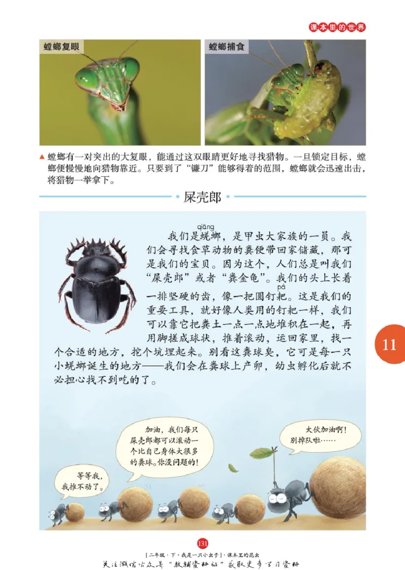 绘本课堂二年级下册语文部编版年级阅读_二年级上下册资料_小学二年级学习资料-25年更新版_2-02、小学二年级语文下册_2-2-2、练习题、作业、试题、试卷_电子册类