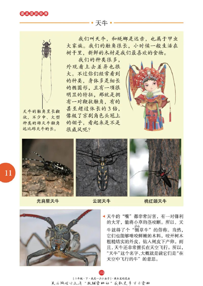 绘本课堂二年级下册语文部编版年级阅读_二年级上下册资料_小学二年级学习资料-25年更新版_2-02、小学二年级语文下册_2-2-2、练习题、作业、试题、试卷_电子册类