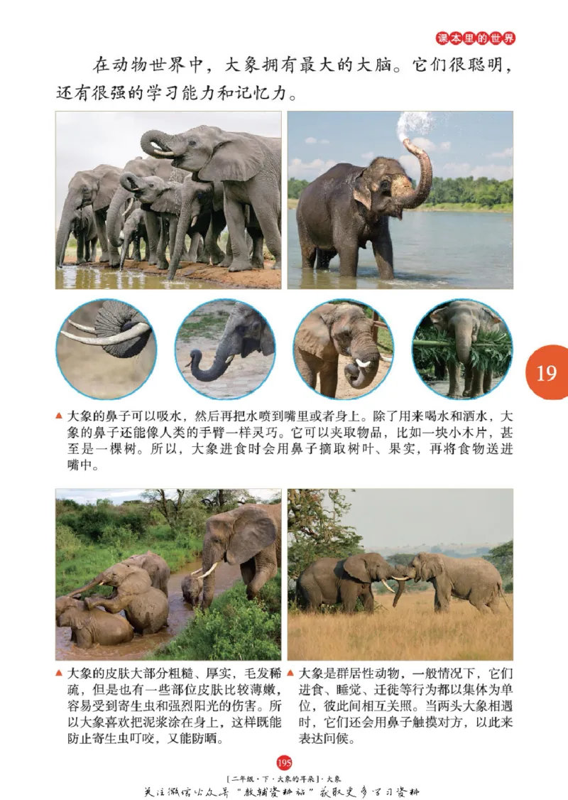 绘本课堂二年级下册语文部编版年级阅读_二年级上下册资料_小学二年级学习资料-25年更新版_2-02、小学二年级语文下册_2-2-2、练习题、作业、试题、试卷_电子册类