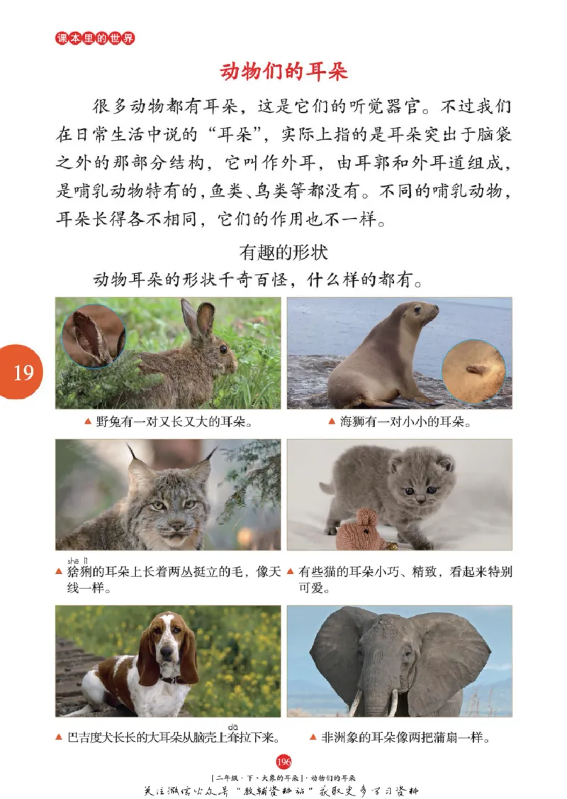 绘本课堂二年级下册语文部编版年级阅读_二年级上下册资料_小学二年级学习资料-25年更新版_2-02、小学二年级语文下册_2-2-2、练习题、作业、试题、试卷_电子册类