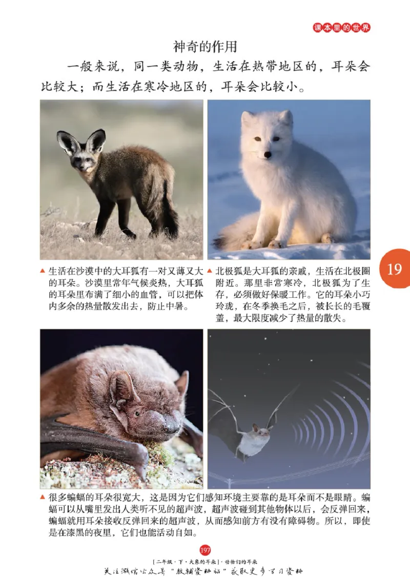 绘本课堂二年级下册语文部编版年级阅读_二年级上下册资料_小学二年级学习资料-25年更新版_2-02、小学二年级语文下册_2-2-2、练习题、作业、试题、试卷_电子册类