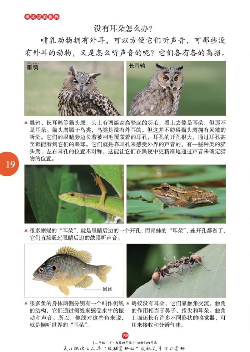 绘本课堂二年级下册语文部编版年级阅读_二年级上下册资料_小学二年级学习资料-25年更新版_2-02、小学二年级语文下册_2-2-2、练习题、作业、试题、试卷_电子册类