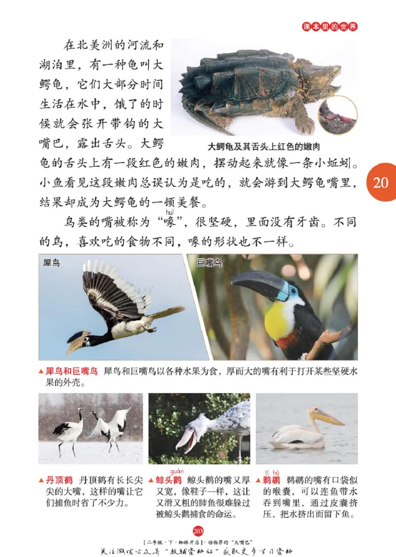 绘本课堂二年级下册语文部编版年级阅读_二年级上下册资料_小学二年级学习资料-25年更新版_2-02、小学二年级语文下册_2-2-2、练习题、作业、试题、试卷_电子册类