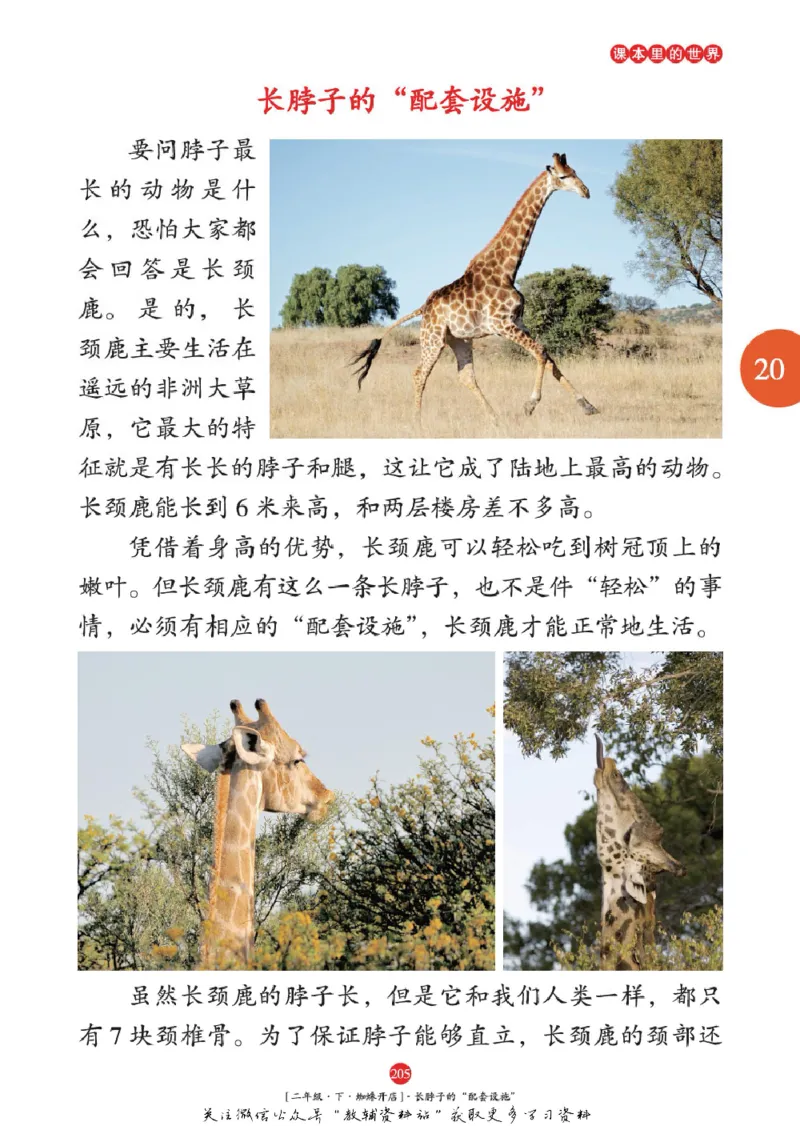 绘本课堂二年级下册语文部编版年级阅读_二年级上下册资料_小学二年级学习资料-25年更新版_2-02、小学二年级语文下册_2-2-2、练习题、作业、试题、试卷_电子册类