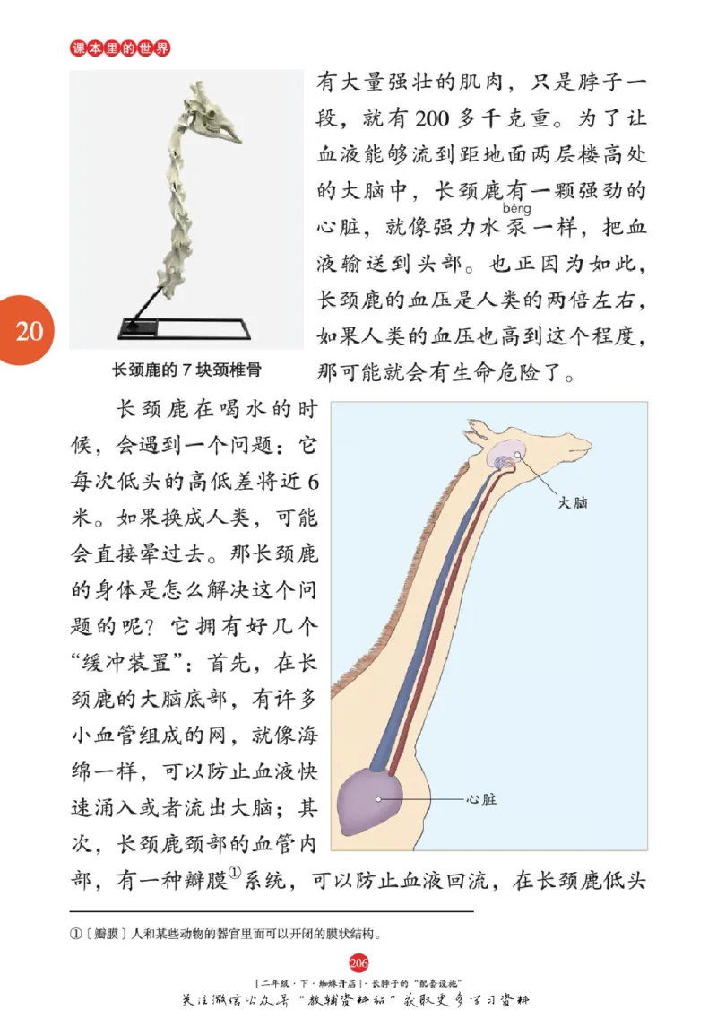 绘本课堂二年级下册语文部编版年级阅读_二年级上下册资料_小学二年级学习资料-25年更新版_2-02、小学二年级语文下册_2-2-2、练习题、作业、试题、试卷_电子册类