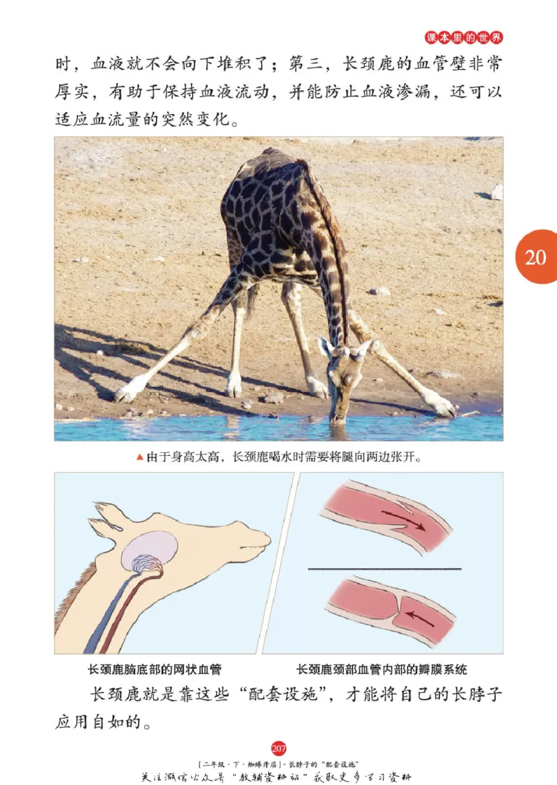 绘本课堂二年级下册语文部编版年级阅读_二年级上下册资料_小学二年级学习资料-25年更新版_2-02、小学二年级语文下册_2-2-2、练习题、作业、试题、试卷_电子册类