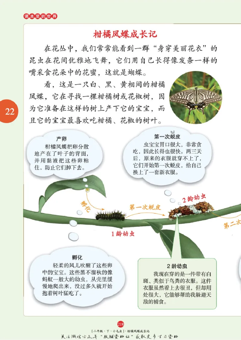 绘本课堂二年级下册语文部编版年级阅读_二年级上下册资料_小学二年级学习资料-25年更新版_2-02、小学二年级语文下册_2-2-2、练习题、作业、试题、试卷_电子册类