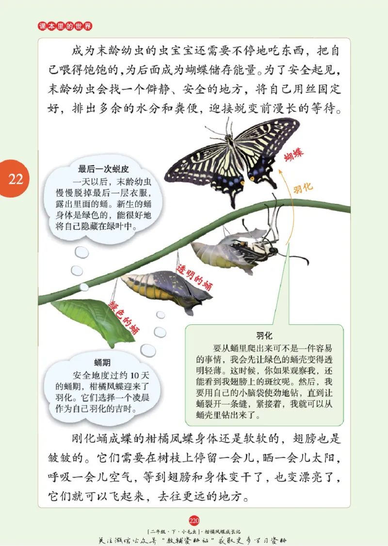 绘本课堂二年级下册语文部编版年级阅读_二年级上下册资料_小学二年级学习资料-25年更新版_2-02、小学二年级语文下册_2-2-2、练习题、作业、试题、试卷_电子册类
