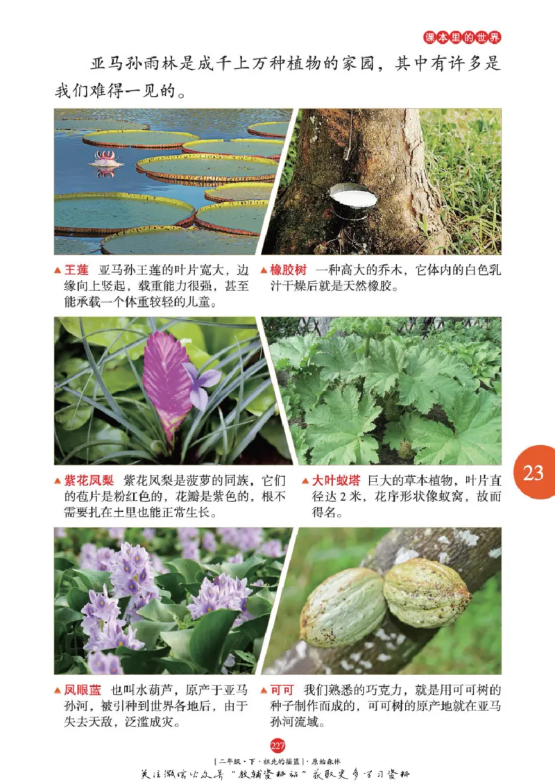 绘本课堂二年级下册语文部编版年级阅读_二年级上下册资料_小学二年级学习资料-25年更新版_2-02、小学二年级语文下册_2-2-2、练习题、作业、试题、试卷_电子册类