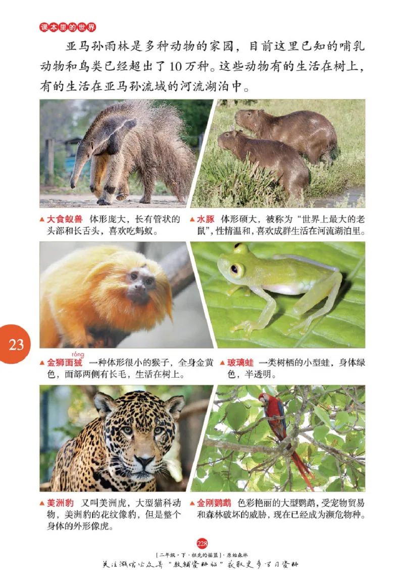 绘本课堂二年级下册语文部编版年级阅读_二年级上下册资料_小学二年级学习资料-25年更新版_2-02、小学二年级语文下册_2-2-2、练习题、作业、试题、试卷_电子册类