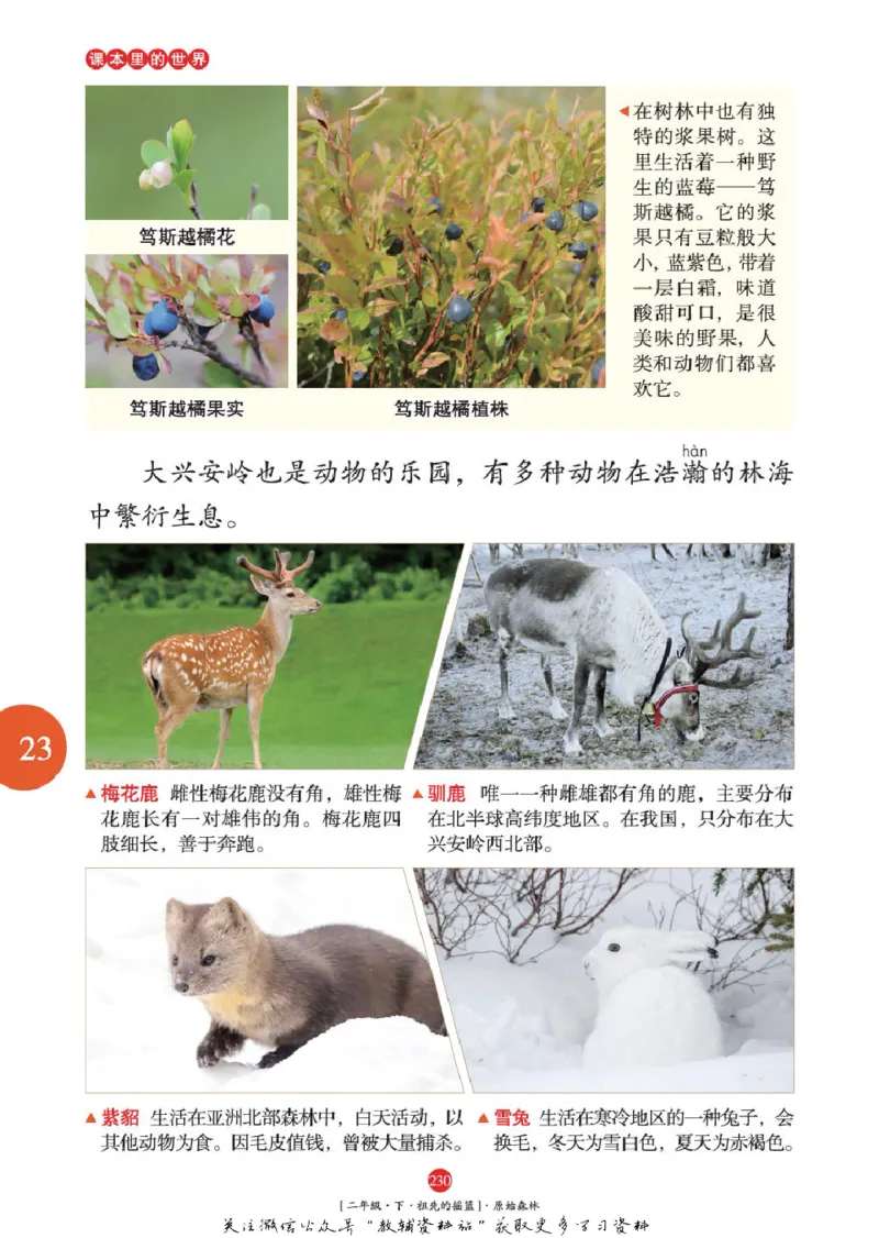 绘本课堂二年级下册语文部编版年级阅读_二年级上下册资料_小学二年级学习资料-25年更新版_2-02、小学二年级语文下册_2-2-2、练习题、作业、试题、试卷_电子册类