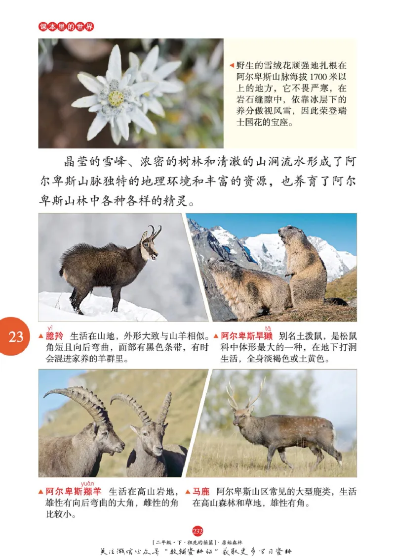 绘本课堂二年级下册语文部编版年级阅读_二年级上下册资料_小学二年级学习资料-25年更新版_2-02、小学二年级语文下册_2-2-2、练习题、作业、试题、试卷_电子册类