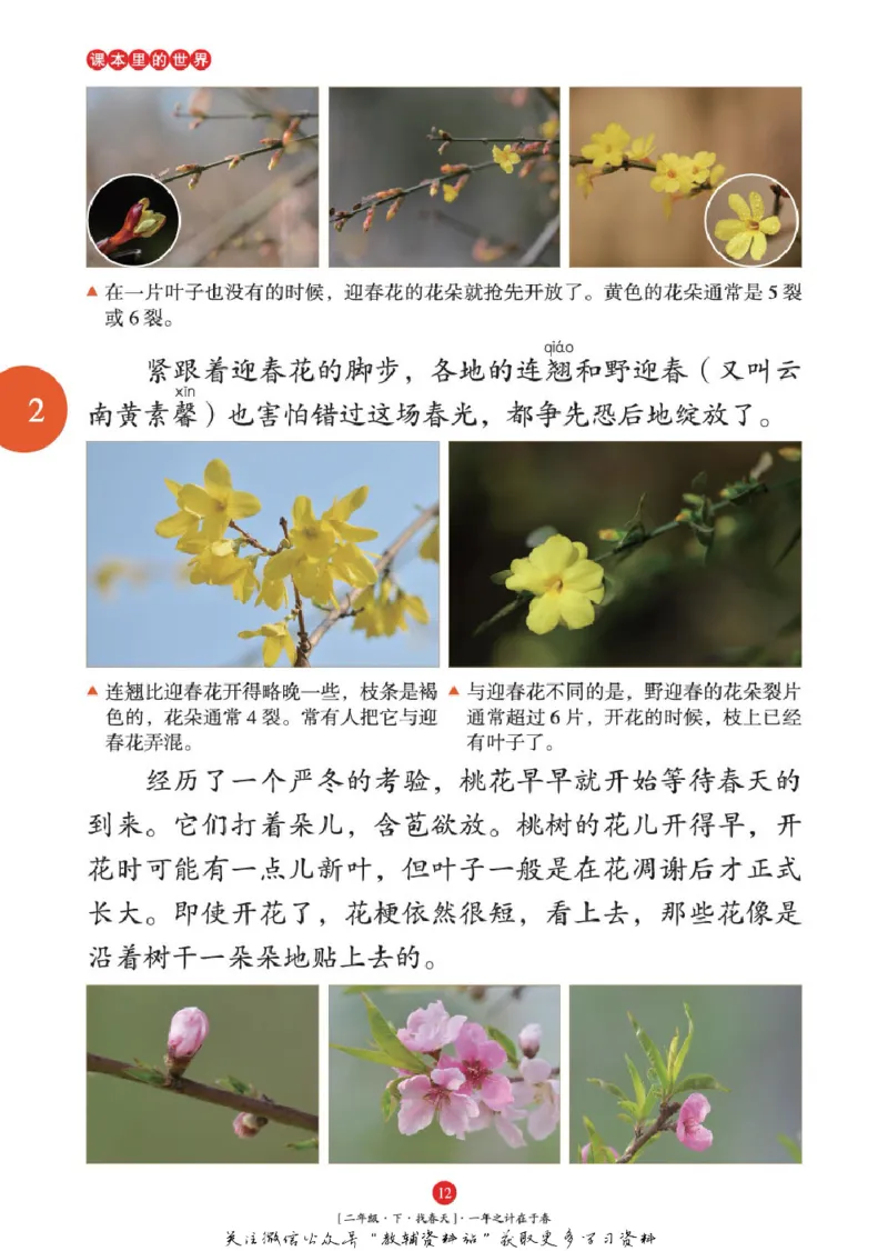 绘本课堂二年级下册语文部编版年级阅读_二年级上下册资料_小学二年级学习资料-25年更新版_2-02、小学二年级语文下册_2-2-2、练习题、作业、试题、试卷_电子册类