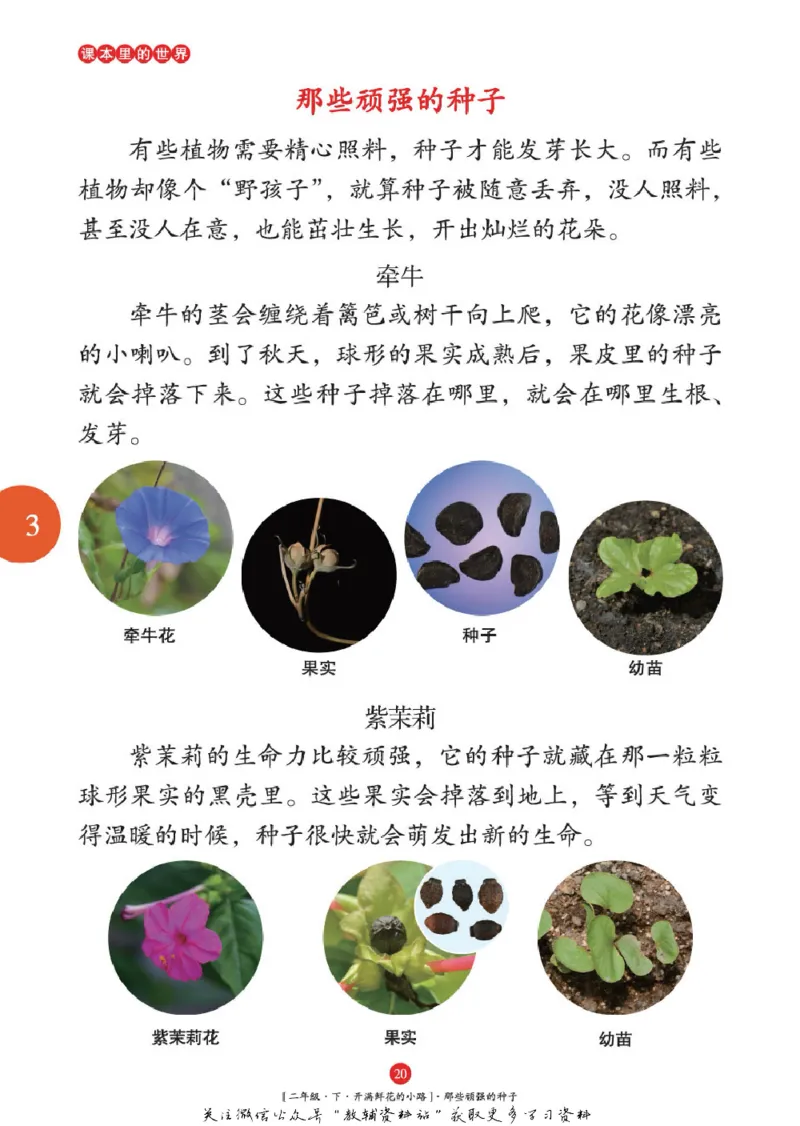 绘本课堂二年级下册语文部编版年级阅读_二年级上下册资料_小学二年级学习资料-25年更新版_2-02、小学二年级语文下册_2-2-2、练习题、作业、试题、试卷_电子册类