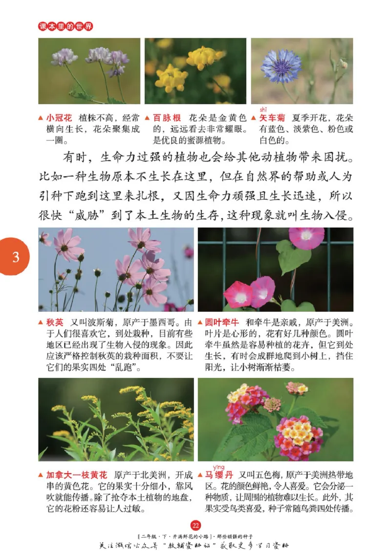 绘本课堂二年级下册语文部编版年级阅读_二年级上下册资料_小学二年级学习资料-25年更新版_2-02、小学二年级语文下册_2-2-2、练习题、作业、试题、试卷_电子册类