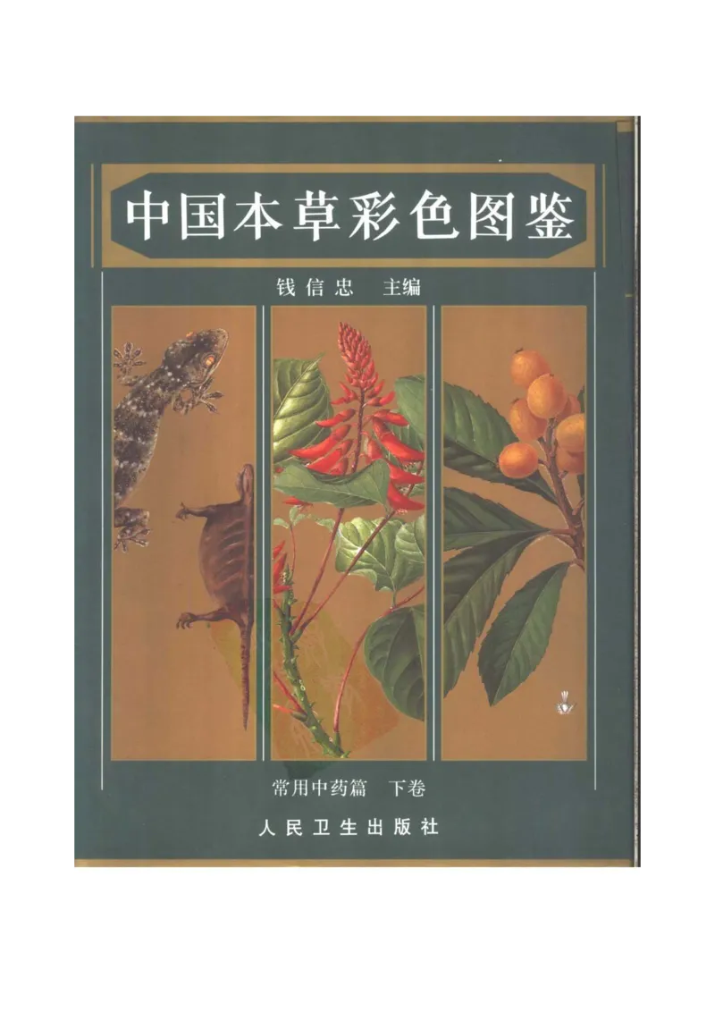 中国本草彩色图鉴（常用中药篇）（下卷）（钱信忠）_绝版书_天涯系列_t涯_绝版古籍电子书合集（13大类）_医书类_中国本草彩色图鉴（常用中药篇）_3册