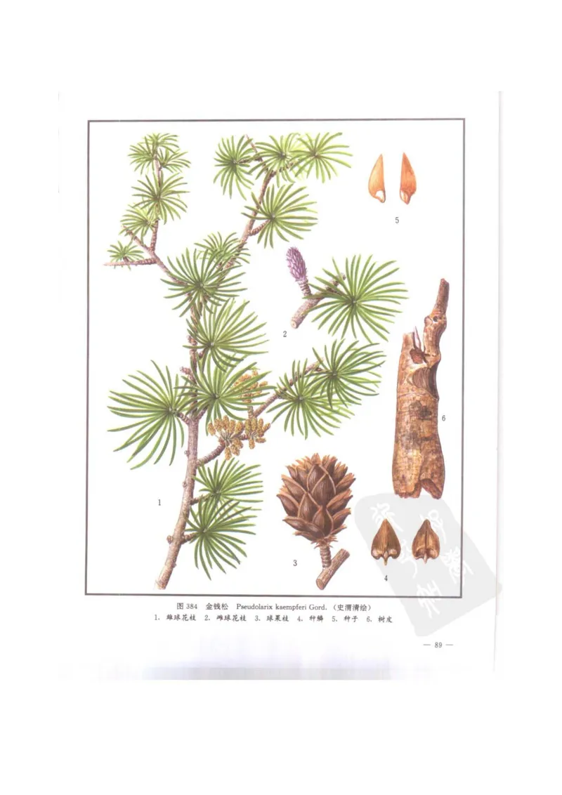 中国本草彩色图鉴（常用中药篇）（下卷）（钱信忠）_绝版书_天涯系列_t涯_绝版古籍电子书合集（13大类）_医书类_中国本草彩色图鉴（常用中药篇）_3册