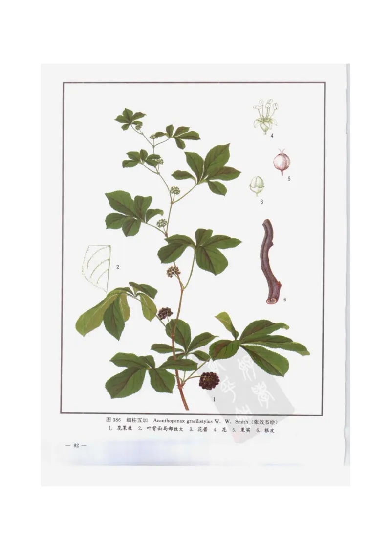 中国本草彩色图鉴（常用中药篇）（下卷）（钱信忠）_绝版书_天涯系列_t涯_绝版古籍电子书合集（13大类）_医书类_中国本草彩色图鉴（常用中药篇）_3册