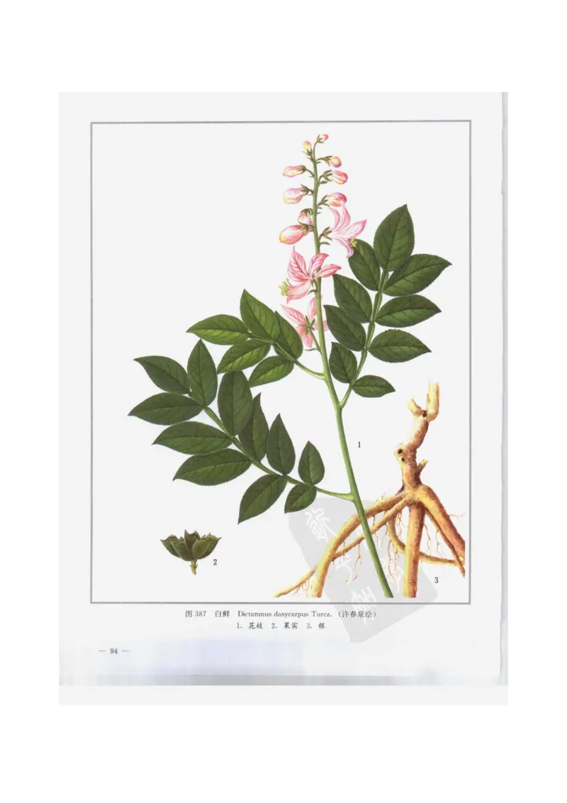 中国本草彩色图鉴（常用中药篇）（下卷）（钱信忠）_绝版书_天涯系列_t涯_绝版古籍电子书合集（13大类）_医书类_中国本草彩色图鉴（常用中药篇）_3册