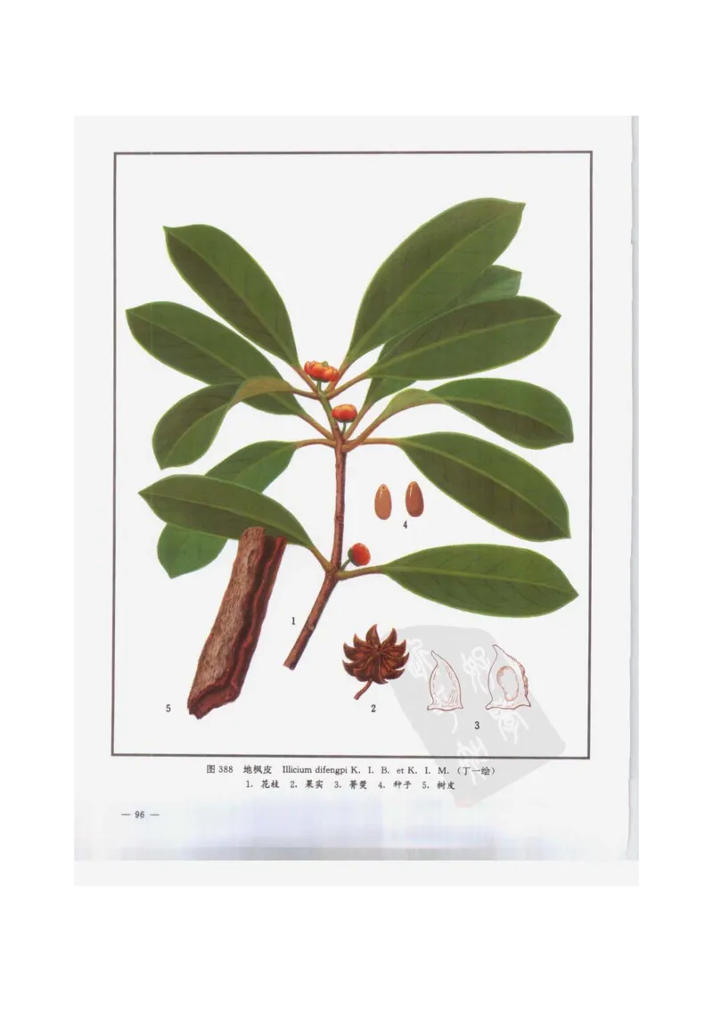 中国本草彩色图鉴（常用中药篇）（下卷）（钱信忠）_绝版书_天涯系列_t涯_绝版古籍电子书合集（13大类）_医书类_中国本草彩色图鉴（常用中药篇）_3册