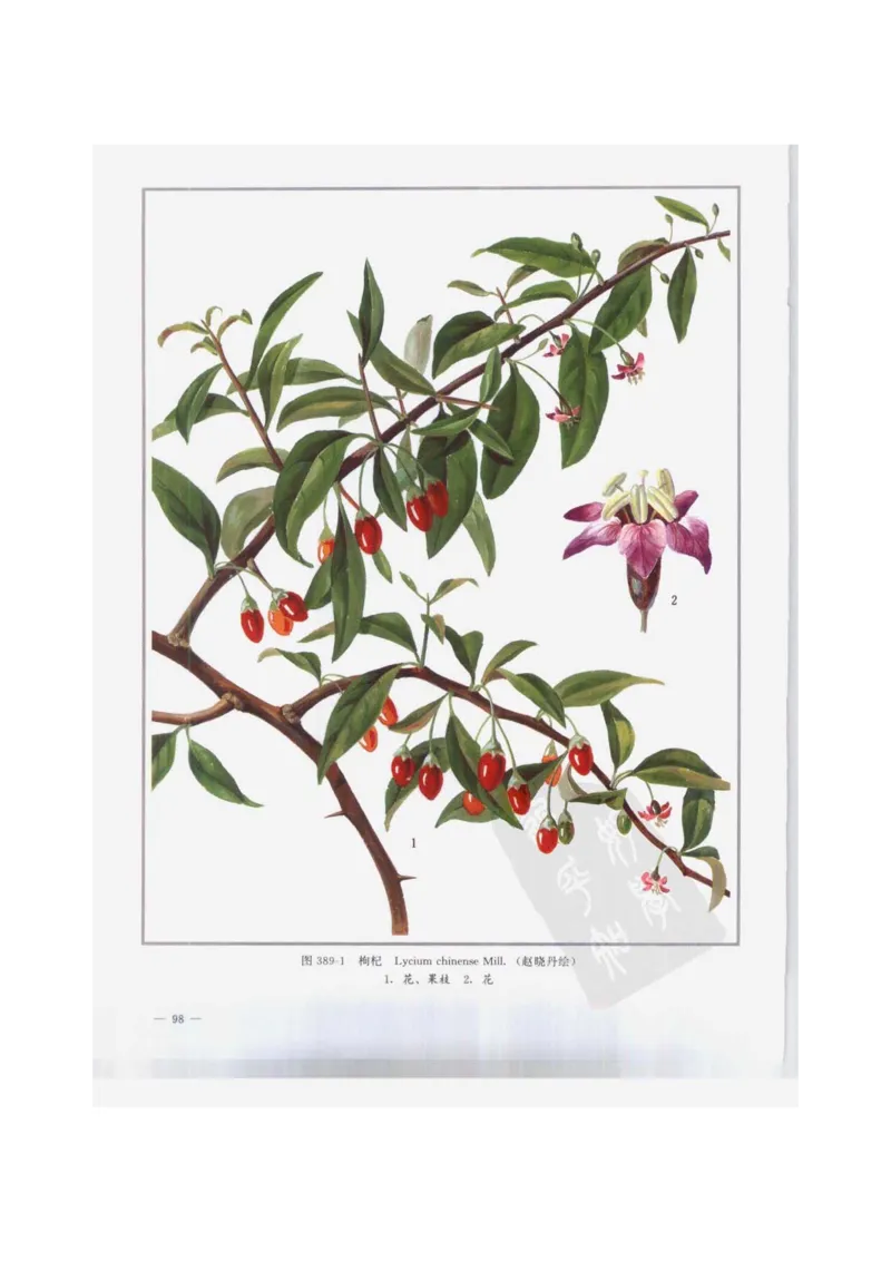 中国本草彩色图鉴（常用中药篇）（下卷）（钱信忠）_绝版书_天涯系列_t涯_绝版古籍电子书合集（13大类）_医书类_中国本草彩色图鉴（常用中药篇）_3册