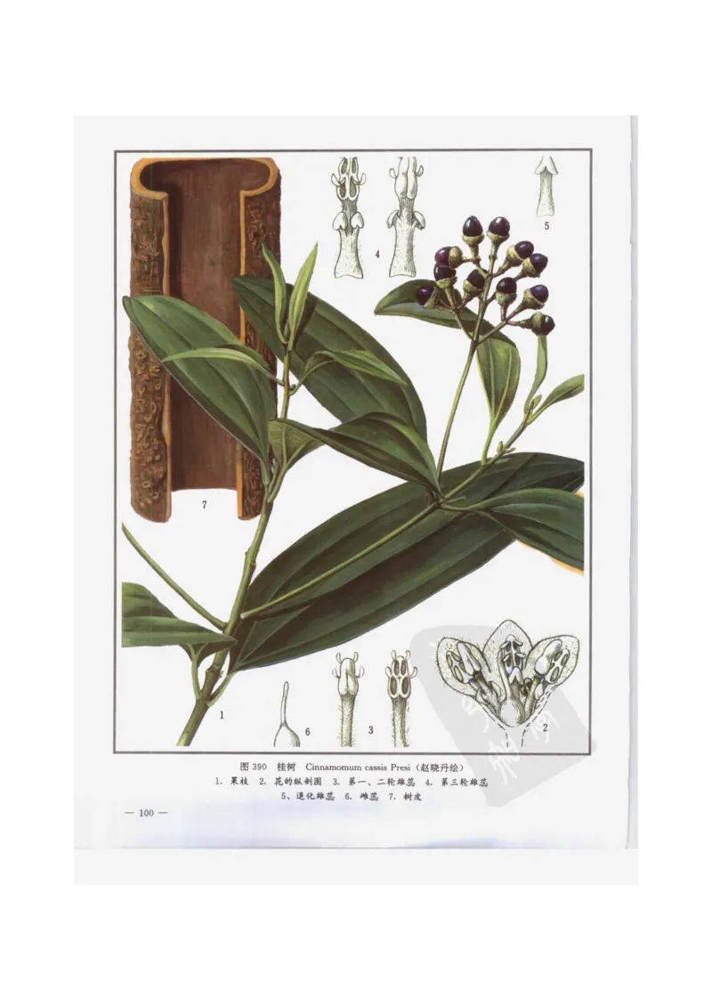 中国本草彩色图鉴（常用中药篇）（下卷）（钱信忠）_绝版书_天涯系列_t涯_绝版古籍电子书合集（13大类）_医书类_中国本草彩色图鉴（常用中药篇）_3册