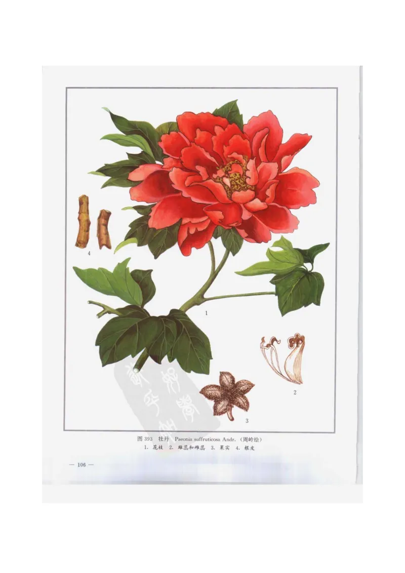 中国本草彩色图鉴（常用中药篇）（下卷）（钱信忠）_绝版书_天涯系列_t涯_绝版古籍电子书合集（13大类）_医书类_中国本草彩色图鉴（常用中药篇）_3册