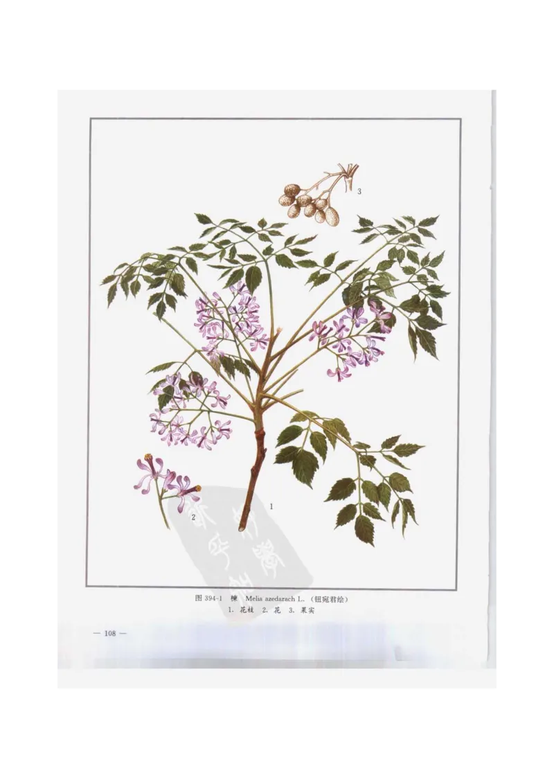 中国本草彩色图鉴（常用中药篇）（下卷）（钱信忠）_绝版书_天涯系列_t涯_绝版古籍电子书合集（13大类）_医书类_中国本草彩色图鉴（常用中药篇）_3册